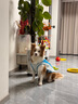 拉夫威爾思韋伯狗狗涼涼衣ruffwear夏季防暑降溫中型犬戶外寵物衣服 熒光藍 M 適合胸圍 69-81cm 曬單實拍圖