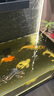 神陽(yáng)神陽(yáng)巨鱗比賽級(jí)錦鯉飼料增色增體錦鯉魚食高營(yíng)養(yǎng)魚糧魚飼料5-15kg 巨鱗育成 15kg L粒 曬單實(shí)拍圖
