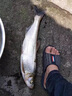加長翹嘴子線雙鉤成品專用草魚鰱鳙伊勢(shì)尼金海夕大物魚鉤綁好 16付【線長1.5米 線號(hào)2.5#】金海 9號(hào) 曬單實(shí)拍圖