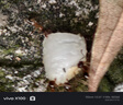 樂優(yōu)佰易120骨雨傘全自動 加大抗風(fēng)暴加固加厚黑膠防曬晴雨兩用折疊遮陽傘 曬單實拍圖