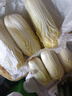 云南高原娃娃菜新鮮蔬菜生鮮乾隆白菜早餐火鍋必備產(chǎn)地直發(fā) 淺黃色 新鮮娃娃菜3顆裝*1包 曬單實(shí)拍圖