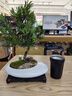自然空間羅漢松盆栽造型植物室內桌面盆景 苑白1造型+225座 源頭直發(fā) 曬單實拍圖