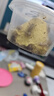 品云美寵白蟋蟀活體蛐蛐活物爬寵蜥蜴守宮鬃獅蜘蛛活食飼料 白蟋蟀0.3-0.7cm 50只 曬單實(shí)拍圖