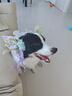 瘋狂小狗中大型犬狗糧成幼犬10kg寵物金毛彩虹魔方牛肉&青口貝犬糧20斤 曬單實(shí)拍圖