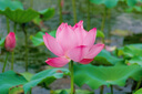 路易拉菲（LOUIS LAFON）法國進口紅酒 金獎波爾多AOC干紅葡萄酒750ML雙支紅酒禮盒裝 曬單實拍圖
