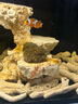 興國海（Singoseafarm）小丑魚(yú)活體魚(yú) 人工公子小丑活體海水魚(yú) 寵物觀(guān)賞魚(yú)快遞包活興國海 人工公子小丑3cm 曬單實(shí)拍圖
