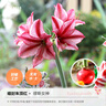 虹越（HONGYUE）蠟封朱頂紅裸球進(jìn)口大球居家辦公擺放裝飾易養護種球花 【禮盒簡(jiǎn)裝·大球】繆斯女神（36/38） 曬單實(shí)拍圖