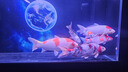 創(chuàng)星魚(yú)缸魚(yú)池過(guò)濾器變頻循環(huán)水泵過(guò)濾桶三合一超靜音系統(tǒng)全套CFZ系列 【適用80-160CM缸】變頻CFZ-2000 【強(qiáng)化版濾材】套裝 曬單實(shí)拍圖