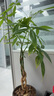 史丹利花卉殺蟲劑水乳劑家用植物室內(nèi)養(yǎng)花通用型花盆土壤專用藥500ml 曬單實拍圖