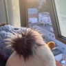 JELLYCAT正品英國(guó)Jellycat奇珀海鷗可愛(ài)柔軟毛絨玩具安撫玩偶公仔禮物送禮 奇珀海鷗均碼25cm 曬單實(shí)拍圖