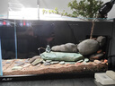 萊易歐 ALEO2025新款側濾水族箱全套客廳超白玻璃三湖缸南美缸溪流缸生態(tài)魚(yú)缸 黑色 80×31×36cm 射燈 尊享版（有缸蓋） 曬單實(shí)拍圖