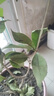 桂花樹苗桂花苗盆栽金桂四季桂室內外濃香型陽臺花卉綠植庭院盆景 四季沉香四季開花濃香 3年苗當年開花 曬單實拍圖