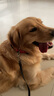 多尼斯（DOGNESS）狗狗牽引繩遛狗繩狗鏈子項圈中大型犬拉布拉多柴犬金毛邊牧 紅L 曬單實拍圖