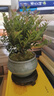小葉赤楠盆景植物辦公花卉基地直銷批發(fā)綠植盆栽室內(nèi)擺件花卉綠植 赤楠+綠色裂紋盆+苔蘚+圓底座 曬單實拍圖