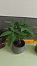 發(fā)財(cái)樹盆栽大型室內(nèi)綠植物花卉招財(cái)樹搖錢樹開業(yè)喬遷新居贈(zèng)禮綠植 辮子發(fā)財(cái)樹50-60cm高【原盆】 曬單實(shí)拍圖