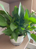 綠蘿盆栽室內(nèi)客廳綠植花卉 家用凈化空氣綠籮植物吸除甲醛吊蘭 高26CM【精裝吸水雙層】4盆+5肥 曬單實拍圖