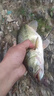 YGKPE YUANSI正品YGKPE SUPER路亞專用16編pe線主線魚線雷強(qiáng)打黑錨魚耐磨防咬 16編綠色100米【錨魚雷強(qiáng)】 0.6號【專攻打黑】 曬單實(shí)拍圖