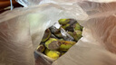 廣西蘋果蕉【產(chǎn)地直發(fā)】新鮮香蕉自然熟香芭蕉香甜粉糯現(xiàn)摘現(xiàn)發(fā) 產(chǎn)地直發(fā) 10斤 （凈重9斤） 曬單實(shí)拍圖