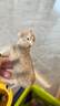 babycare&bctoys兒童玩具實心仿真農(nóng)場動物桶動物模型奶牛綿羊金毛犬 曬單實拍圖