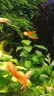 魚觀賞魚孔雀魚斑馬魚藍(lán)白飛船孔雀魚鳳尾魚熱帶胎生魚精品魚活魚 霓虹雙劍成魚1對(duì) 曬單實(shí)拍圖