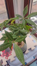 八芽盆栽發(fā)財樹植物室內(nèi)禪意招財樹盆景辦公室桌面綠植源頭直發(fā)包郵 辮子發(fā)財樹-雪梨盆-紫砂托 含盆 曬單實拍圖