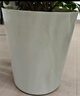植男植女龜背竹客廳大盆栽大型綠植室內(nèi)凈化空氣圓盆源頭直發(fā) 曬單實(shí)拍圖