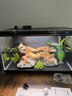小米米家智能魚(yú)缸客廳小型造景生態(tài)家用背景超白玻璃桌面循環(huán)自動(dòng)喂食 小米智能魚(yú)缸+沉木造景套裝+50W加熱棒 曬單實(shí)拍圖
