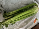 京鮮生山東新鮮大西芹凈重4.5斤榨汁現(xiàn)挖芹菜鮮嫩蔬菜 去半葉源頭直發(fā) 曬單實(shí)拍圖