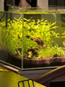 尼特利 NETLEA水草泥魚缸凈水營養(yǎng)土水族養(yǎng)魚水藻泥免水洗種植土草缸陶粒底砂 1號大師水草泥 - 2L /袋 曬單實拍圖
