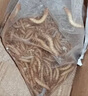 崇霧黃粉蟲大麥蟲活蟲面包蟲活體鮮活蟲烏龜八哥倉(cāng)鼠鳥食守宮龍魚飼料 2-3cm 100條加小包麥麩 曬單實(shí)拍圖