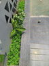 綠道Greenway仿真綠植造景花箱假花組合擺設景觀(guān)戶(hù)外植物盆栽隔斷室內裝飾陽(yáng)臺 A60-2 曬單實(shí)拍圖