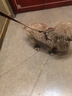 涵瑤伊笑寵物狗狗鞋子小型犬比熊泰迪鞋子四季網(wǎng)鞋博美臘腸犬雪納瑞狗鞋 迷彩綠  1碼1-4斤 曬單實拍圖
