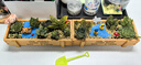 花藝萌多肉植物組合盆栽含盆含土創(chuàng)意diy拼盤花盆肉肉植物室內(nèi)綠植花卉 酷酷小鴨 含盆 曬單實拍圖