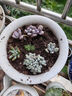 多肉植物帶盆綠植花卉盆栽貴貨老樁群生玉樹玉露仙人掌肉肉 桃蛋老樁3頭5-6cm【帶盆栽好】 曬單實拍圖