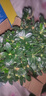 杜鵑花四季開花杜鵑盆栽杜鵑花苗陽(yáng)臺(tái)客廳帶花苞懶人花卉 1盆【原土原盆】 曬單實(shí)拍圖