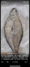 朵芙深海鰈魚600-800g/條鰈魚整條新鮮超大比目魚鴉片魚生鮮魚類 【深海捕撈】整條鰈魚 600g *3條 曬單實(shí)拍圖