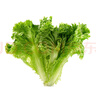 散葉生菜約400g 曬單實(shí)拍圖