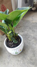 【吸甲醛植物】大葉金鉆盆栽室內(nèi)綠植辦公室客廳四季常青水培好養(yǎng) 金鉆+舍得紫砂盆+圓底座 一盆三顆【下單就送顆粒肥】 曬單實(shí)拍圖