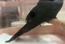 黑尾卷鳥(niǎo)食開(kāi)口鳥(niǎo)飼料灰燕伯勞提性壯膘靚羽幼鳥(niǎo)高歌混合營(yíng)養(yǎng)鳥(niǎo)糧 一小罐【365ml】體驗(yàn)裝 曬單實(shí)拍圖