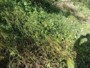 憨寶滁根93%二甲草甘膦除草劑果園荒地牛筋草狗尾草殺草廣譜強效除草農藥 強效除草【100套整箱】 曬單實(shí)拍圖