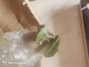 重瓣沙漠玫瑰盆栽花苗老樁植物四季花卉綠室內(nèi)陽臺小盆景好養(yǎng)易活 精品混色8年苗【發(fā)兩盆】原盆原土【當(dāng)年開花爆盆+肥 曬單實(shí)拍圖