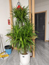 花財主大型盆栽綠植 檸檬樹鴨腳木發(fā)財樹天堂鳥綠植室內(nèi)客廳大盆栽 多頭龍血樹1.3-1.5米【鉆石盆 含盆 曬單實拍圖