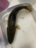 鉛墜通心鉛海桿配件漁具配件定風(fēng)中通釣魚爆炸鉤沉水翻板鉛墜 【3.5g】流線型合金子彈鉛 曬單實拍圖