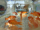 觀(guān)賞魚(yú)紅草金魚(yú)冷水魚(yú)金魚(yú)小魚(yú)活魚(yú)小寵物好養耐活闖缸練手飼料魚(yú) 草金魚(yú)三十條+2條備損 3-5cm 曬單實(shí)拍圖