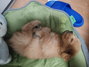 貝初眾狗窩保暖大中小型犬狗墊子冬季四季通用狗睡墊狗床小狗窩大號貓窩 M-50*40*23cm【建議8斤內】 加高加厚靠枕 【超柔軟】沙發(fā)窩 曬單實(shí)拍圖