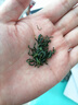 一杯香茶葉綠茶明前高山云霧500g2025新茶春茶禮盒裝自己喝日照足送禮 曬單實(shí)拍圖