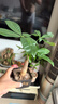 【帶盆高度約15-25cm】發(fā)財樹盆栽室內(nèi)植物客廳辦公室吸甲醛好養(yǎng) 單桿發(fā)財樹+塑料四方舍得盆+小方底座 花盆直徑約8cm 曬單實拍圖