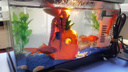 OIMG魚缸凈水片澄清澈凈化水質(zhì)除臭去腥魚缸水族箱魚池清水養(yǎng)魚凈水劑 養(yǎng)魚不換水1瓶裝100粒 曬單實拍圖