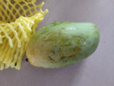 庾豐 當(dāng)季現(xiàn)摘芒果 新鮮水果整箱 熱帶青皮芒 當(dāng)季孕婦 生鮮 團(tuán)購送禮 5斤裝（凈果4.5斤）優(yōu)選果 曬單實(shí)拍圖