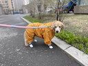 大狗專(zhuān)用雨衣中大型犬金毛薩摩耶阿拉斯加四腳全包連帽包尾巴雨具 黃色全包尾巴（公狗） 22（背長(cháng)50cm胸圍80cm） 曬單實(shí)拍圖